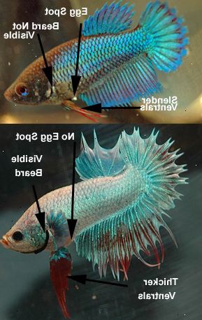 Hvordan bestemme kjønnet på en Betta fisk. Sammenlign fisk fra samme genetisk linje.