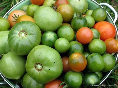 Hvordan modnes grønne tomater. Før lagring, alltid fjerne vinstokker, etterlater kvister, stengler, etc.
