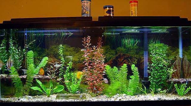 Hvordan sette opp en tropisk ferskvannsakvarium. Før du får din akvarium, velg et sted å legge det.
