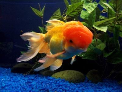 Slik holder du en gullfisk lykkelig og sunt. La masse åpen plass for bading.