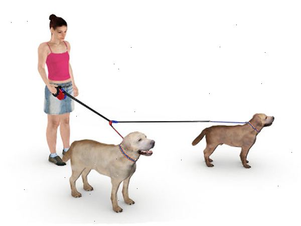 Hvordan å gå to hunder samtidig på leiekontrakten. Har god kontroll over hunden din før du begynner å gå.