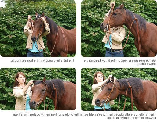 Hvordan å tøyle en hest. Bind opp hesten din sikkert.
