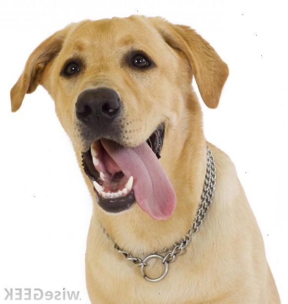 Hvordan hjelpe en hund som har hund epilepsi. Vurdere alder på kjæledyret ditt.