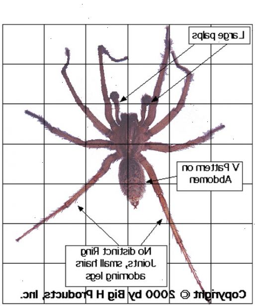 Hvordan å identifisere en hobo edderkopp. Sjekk størrelsen på edderkoppen.