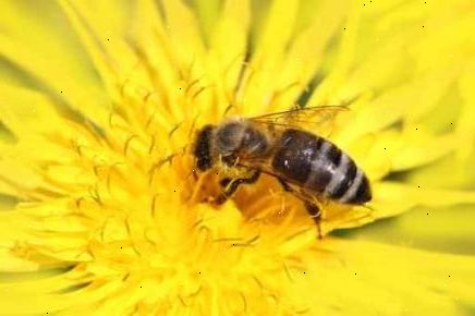 Hvordan å tiltrekke honningbier. Gjør din hage, bee trygt over alt.