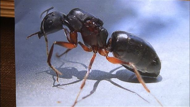 Hvordan fjerne maur fra kattemat. (Bowl Method) Fjern eventuelle maur allerede i kattens matskålen.