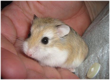Hvordan ta vare på Roborovski hamstere. Kjøp en egnet habitat for din snart-å-være kjæledyr.