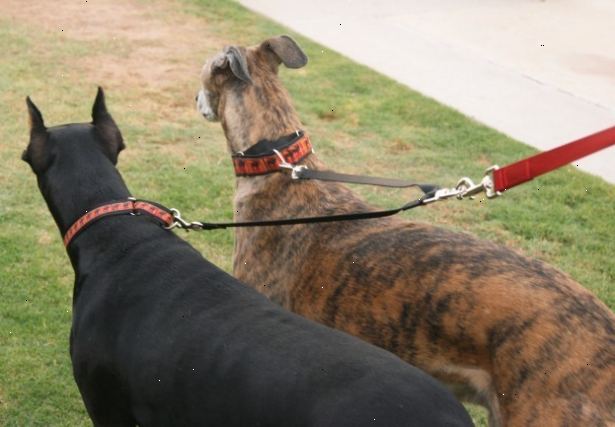 Hvordan gå to hunder med ett bånd. Sitte både hunder side-by-side.