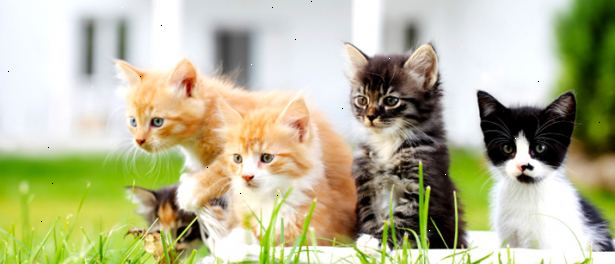 Hvordan velge riktig kattunge for hjemmet ditt. Bestem om du vil ha en redning katt fra et dyr ly eller en rasekatt katt.