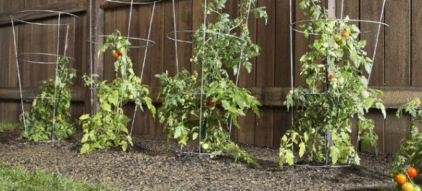 Hvordan å vokse en tomatplante. Kjøpe små tomatplanter fra en nærliggende barnehage og transplantere dem til hagen din for første gang dyrker.