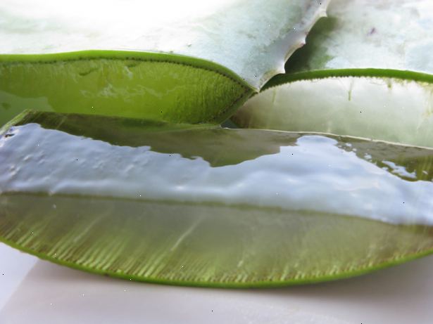 Hvordan trimme en aloe vera plante. Ta et blad fra en aloe vera plante riktig.