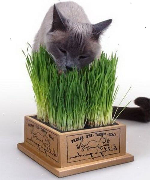 Hvordan lage en gress pott for katter. Sår frøene direkte i potting jord og vann regelmessig.