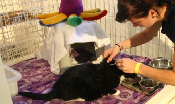 Hvordan ta vare på katten din. Sørg for at du tar med katten til veterinær jevnlig for eventuelle vaksinasjoner som trengs, og bare en generell sjekk for å se hvordan pus gjør.