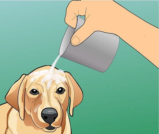 Hvordan å behandle heteslag i hunder. Gjenkjenne symptomer på heteslag i en hund.