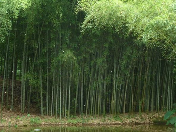 Hvordan å plante en løpende bambus. Identifiser bambus du ønsker å plante.