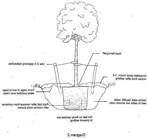 Hvordan å plante et nakent root treet. Pakk den nakne root treet fra beholderen eller materiale den kom inn.