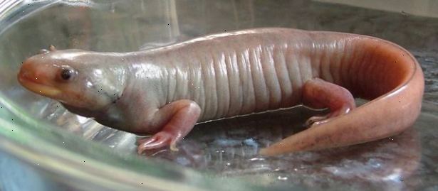 Hvordan ta vare på en axolotl. Hold vanntemperaturen det samme.