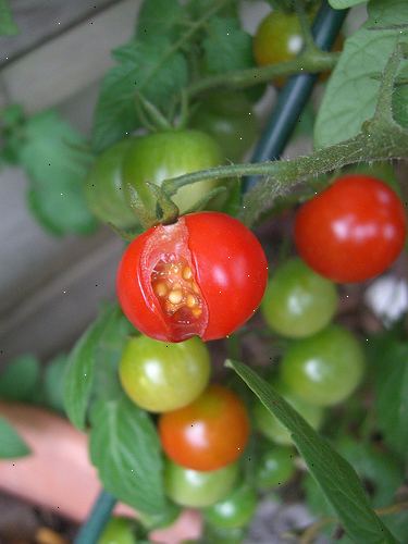 Hvordan holde tomater fra splitting. Vann tomatene adekvat og regelmessig.