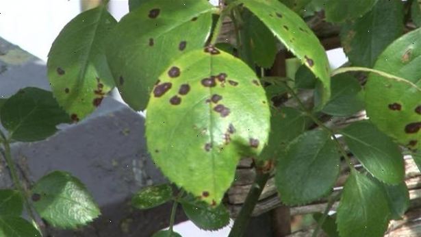 Hvordan man skal håndtere svart flekk leaf sykdom. Identifisere sykdommen.