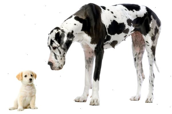 Hvordan velge en hund. Først må du finne rasen type eller hunderase som passer din livsstil best.
