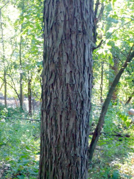 Hvordan å identifisere hickory trær. Se etter lange og smale blader som vokser i en sammensatt struktur, noe som betyr flere blader ut fra hver stengel (rachis).