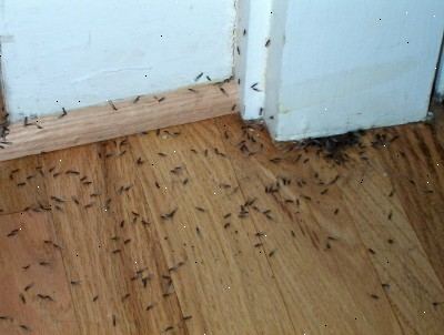 Hvordan bli kvitt termitter. Vær oppmerksom på faresignalene.