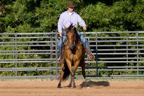 Hvordan trene en hest til å lede. Hvis du ikke allerede har gjort, starter ledende hoppa inn og ut av låven eller felt, slik at føllet følge.