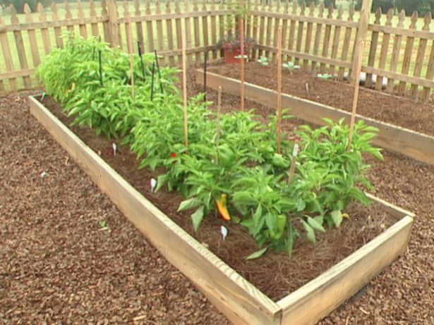 Hvordan å vokse grønn paprika. Velg en rekke grønn pepper som vokser godt i det området du bor.