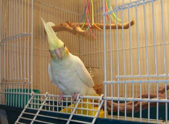 Hvordan lære din papegøye å vinke. Forbered et område for å trene papegøye.