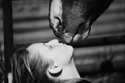 Hvordan lære en hest å kysse. Er hesten din trygt å trene for å kysse?