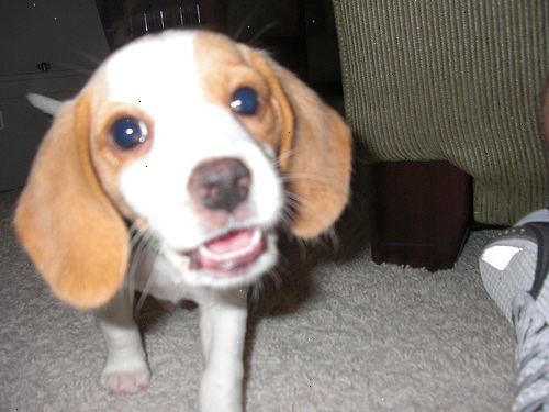 Hvordan ta vare på en beagle valp. Før bringe valpen hjem, bør du alltid sørge for at huset er "valp proof".