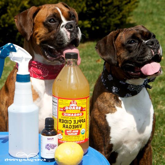 Hvordan å lage en naturlig hund loppe massasje olje. Sjekk ingredienslisten under og shoppe.