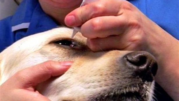Hvordan gi hunden øyedråper. Hold hunden din sikkert.