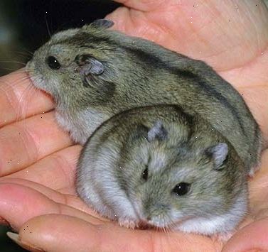 Hvordan ta vare på en russisk dverg hamster. Finn en russisk hamster du liker.