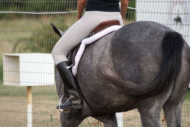 Hvordan trene en hest til å gjenkjenne kommandoer. Begynn med enkle fysiske kommandoer som kroppsspråk og berøre hesten.