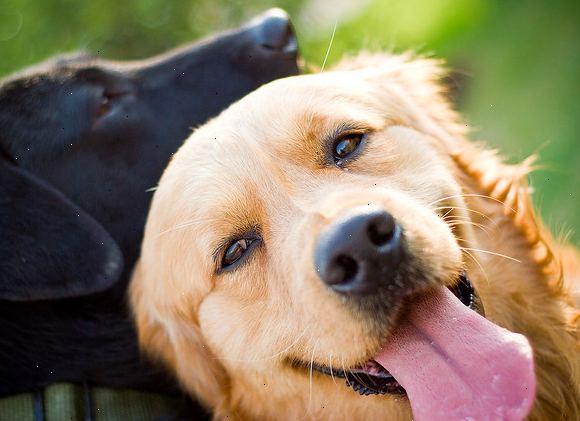Hvordan å holde hunden din glad. Først og fremst behandle hunden med mye kjærlighet og omsorg.