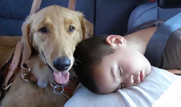 Hvordan få hjelp for hunder med canine epilepsi. Snakk med veterinæren din om problemet.