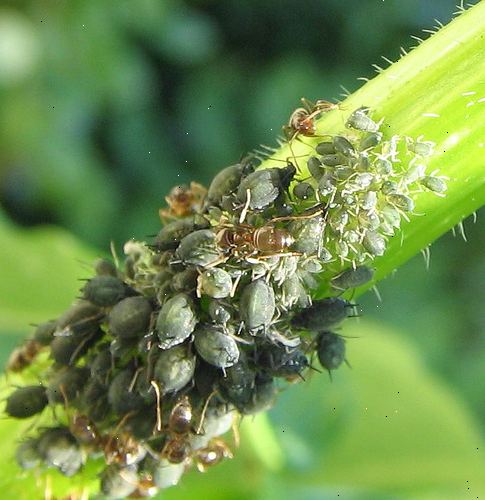 Slik holder bladlus unna ved hjelp miljøvennlige metoder. Gjør organiske aphid spray.