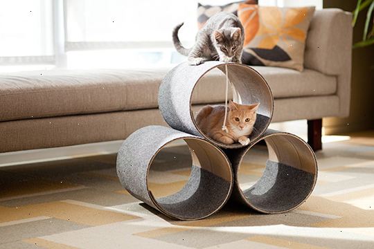 Hvordan bygge en katt leilighet. Finn et romslig arbeidsområde.