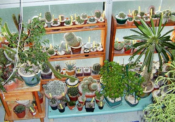 Hvordan å dyrke kaktus innendørs. Velg en voksende tallerken eller bolle for din innendørs kaktus som er noe grunne.