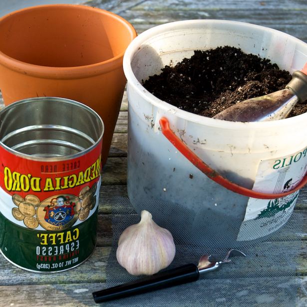 Hvordan å dyrke hvitløk innendørs i en pott. Velg en gryte som er minst 8 inches (20 cm) dyp og har hull for drenering.