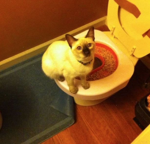 Hvordan toalettet trene katten din. Flytt kattetoalettet slik at det er plassert rett ved siden av toalettet.