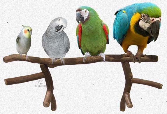 Hvordan lære parakitter å snakke. Har mer enn en undulat.