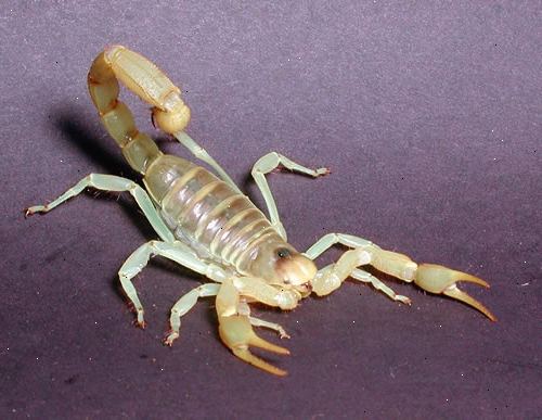 Hvordan bli kvitt skorpioner. Fjern skorpioner &#39;gjemmesteder.