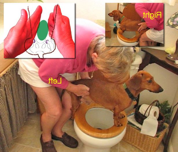Hvordan å uttrykke en lammet hundens blære. Krangel foran toalettet, holder hunden med henne baksiden over bollen, og kroppen hennes hviler på venstre ben / kne.
