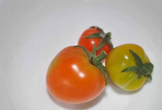 Hvordan å knytte tomater: florida veve. Nøye hammer innsatsen i bakken, med to fabrikker mellom hver stav.