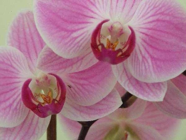 Hvordan ta vare på phalenopsis orkideer (møll orkideer). Identifisere at du har en phalaenopsis orkide (phals for kort).