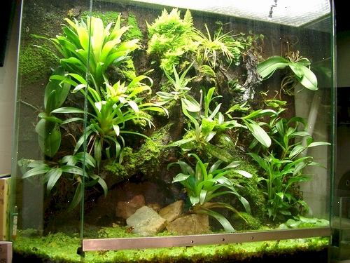 Hvordan velge en vivarium eller tropisk terrarium. Vurdere behovet for konstant fuktighet.