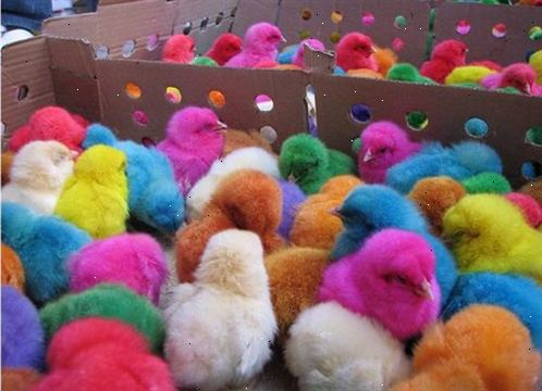 Hvordan å farge en baby kylling. Pass på at dama er i det 11. til 14. dagen i inkubasjon.