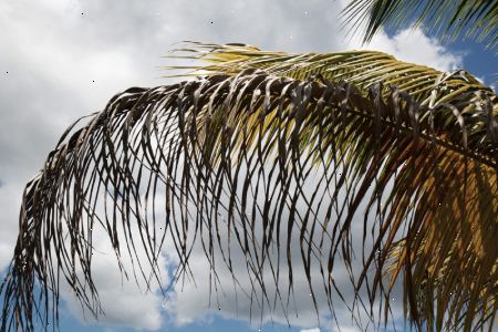 Hvordan å trimme et palmetre. Bestemme helsen til palmen.